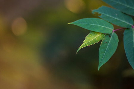 End of a branch of compound leaves, the last leaf is backlit with afternoon sun showing vein...