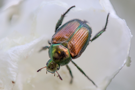 Japanese beetle on the petals of a white Rose of Sharonの写真素材
