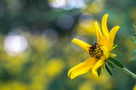 Close up of a yellow Biden flower with dry petals that are curled inward, with other yellow flowers and dramatic bokeh highlights in the backgroundの写真素材