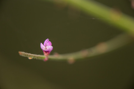 Single purple flower on a green stem