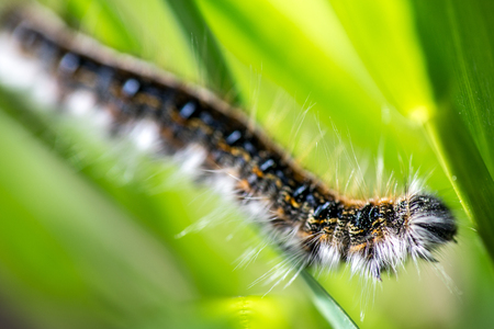 Caterpillar with white hairs crawling down a leaf