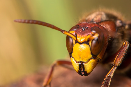 Close up of a hornet's face showing eyes, mouth, and antennaeの写真素材