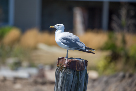 Seagull on post on a pierの写真素材