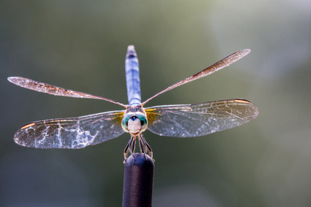Dragonfly sunning on the tip of a car aerialの写真素材