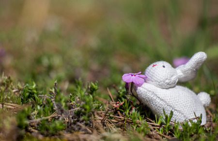 Toy stuffed rabbit posed to sniff a purple flowerの写真素材