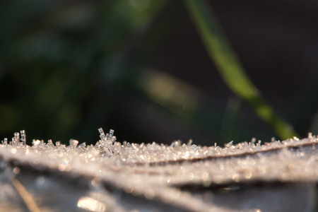 Crystals of ice formed on the back of a leaf on the ground in winterの写真素材
