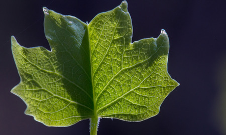 High detail shot of a backlit leaf showing dramatic vein pattern