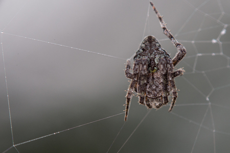 Close up of a spider in a defensive curled posture in its webの写真素材
