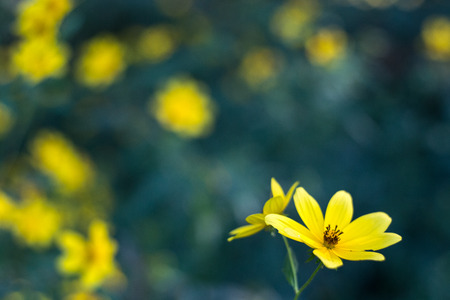 Two adjacent opened yellow Biden flowers with green stem and many other yellow flowers and green...