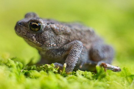 Side shot of small toad on green moss