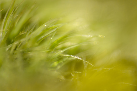 Macro of green moss showing arches and lightの写真素材