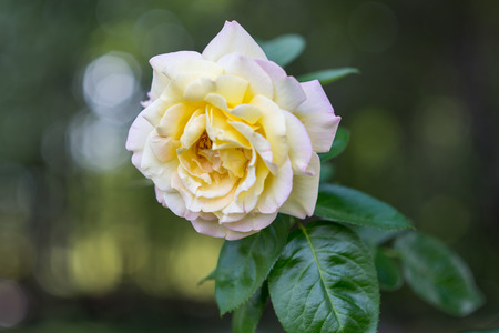 Peach colored rose with green leaves with  bokeh highlightsの写真素材