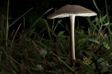 Single mushroom with a slender stem and tan cap in grass and moss with dramatic light on one side