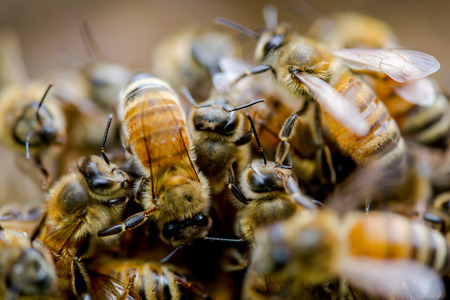 PIle of honeybees swarming outside of their hiveの写真素材