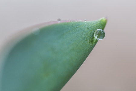 Water drop on the side of a green leafの写真素材