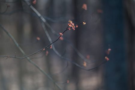 Clusters of pink and orange flowers with black stamen on a tree branch with a de-focused forest in the backgroundの写真素材