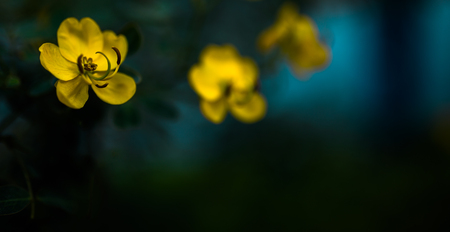 yellow flowersの写真素材