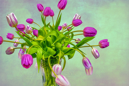 Tulip bouquet in front of green backgroundの写真素材