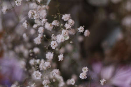 Extreme Close Up of Baby's Breath Flowerの写真素材