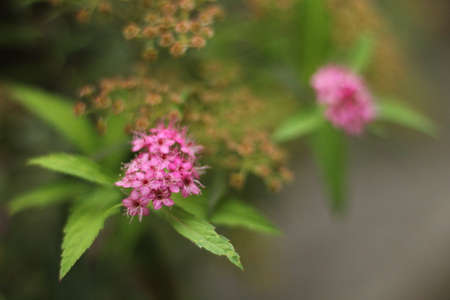 Extreme Close Up of Pink Flowers Outside