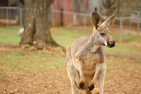 Red and grey kangaroo is standing in a grass field in a zoo.の写真素材