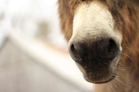 Extreme close up of brown donkey's nose with whiskers.の写真素材