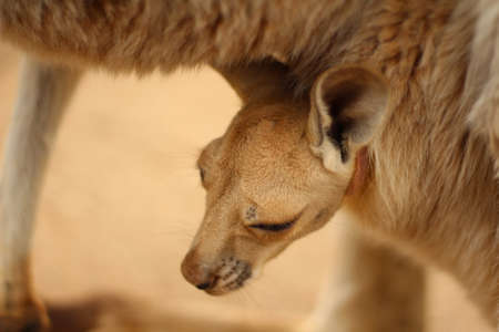 Close up of a baby kangaroo's head sticking out of its mother's pouch.の写真素材