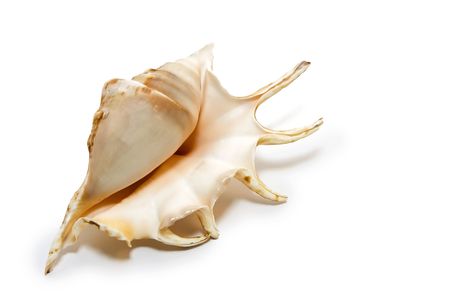 Beautiful sea shell lying on white background