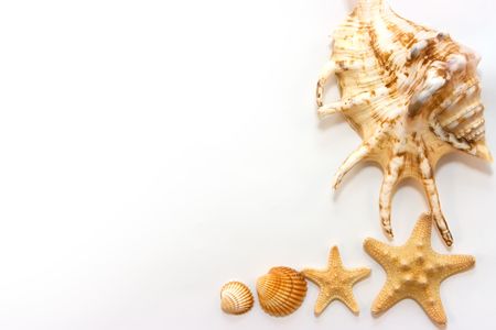 Starfishes and shells isolated on white backgroundの写真素材