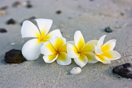 Temple tree flowers lying on the beachの写真素材