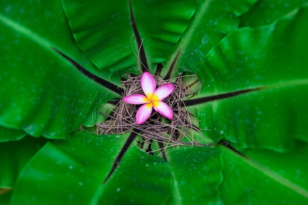 Small flower inside the giant tropical plantの写真素材