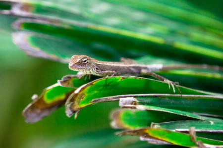 Small reptile gecko sitting on grass and huntingの写真素材