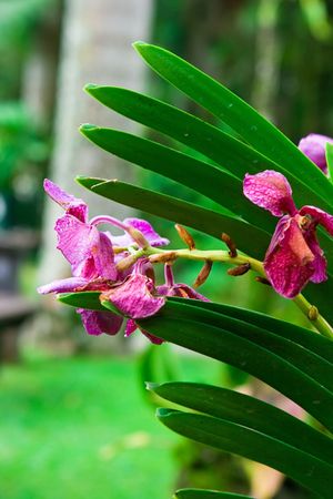 Tropical flower shot on Bali
