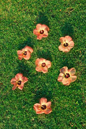 Several tropical flowers lying on green grassの写真素材