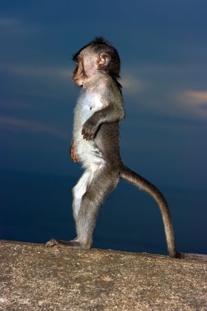 monkey standing on stone wallの写真素材