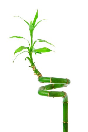 Decorative bamboo plant isolated on white background with cutout working pathの写真素材