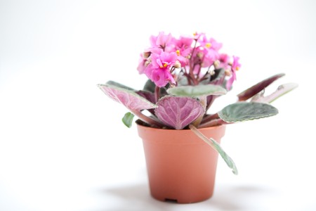 Small pot with pink room flowers isolated on white backgroundの写真素材