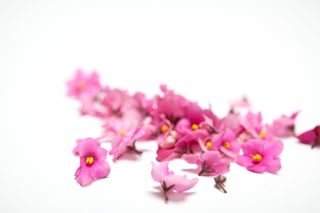 A lot of pink flowers on white background isolated
