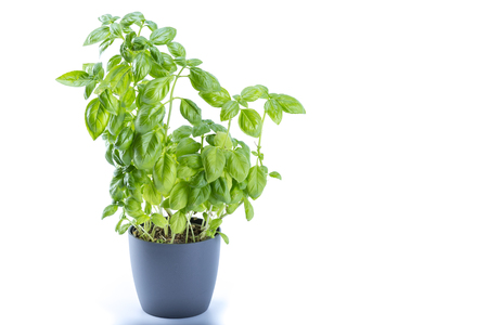 Basil tree planted on a grey pot isolated on white backgroundの写真素材