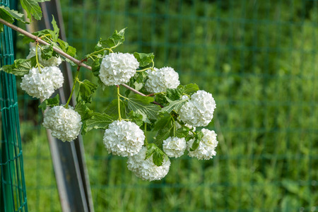 Beautiful white blossom flowers hanging from a branchの写真素材