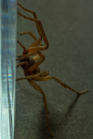 Brown domestic spider climbing a glass with dark background - macroの写真素材