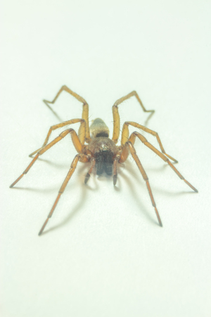Brown home spider isolated on white background - macroの写真素材