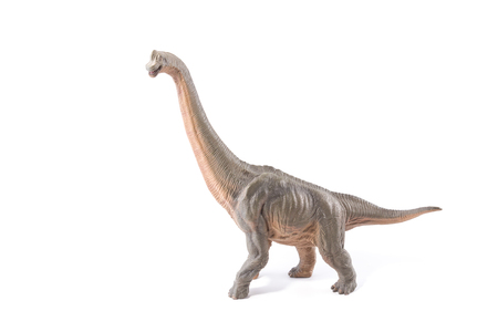 Brown Brachiosaurus altithorax from the Late Jurassic full body white backgroundの写真素材