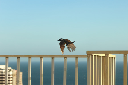 Bird flying fee in a city of  tropical country with the sea, buildings and a fence as backgroundの写真素材