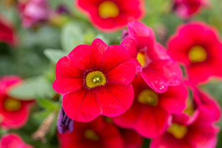 Vibrant red orange and yellow flowers in close up macro image with green leaves blurry background