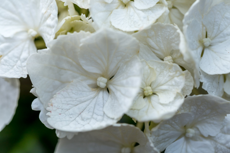 Hydrangea white flowers close up - macro image