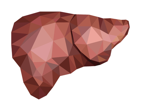 Realistic human liver in low poly. Vector EPS 8.のイラスト素材