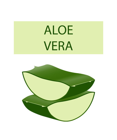 Aloe vera plant leaves cut isolated on white. Vector illustration.のイラスト素材