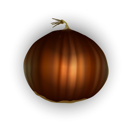 Spanish sweet chestnut. Castanea sativa. Realistic 3d Vector.のイラスト素材