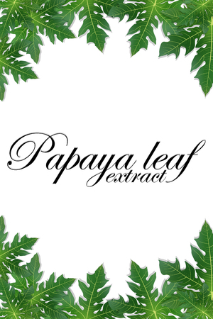 Papaya leaves extract background for banner, celebration, holiday, packaging, poster, card. Realistic 3d leaf vector illustration. Place for text.のイラスト素材